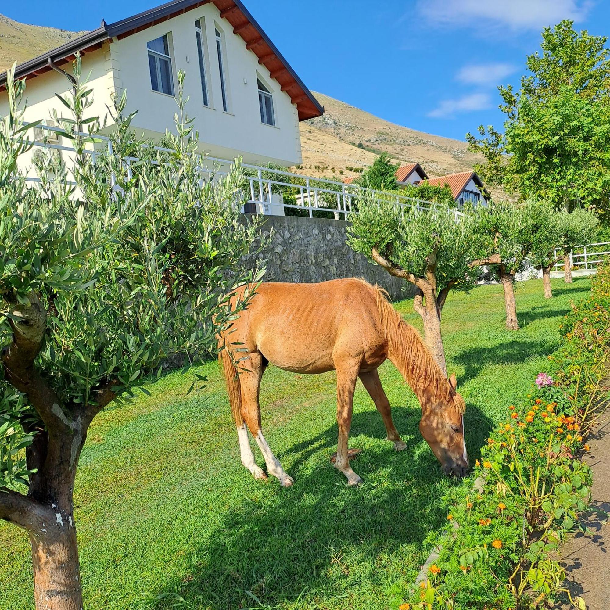 Xhuli Guesthouse Shkodër Dış mekan fotoğraf